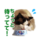 猫のラグドール日常スタンプ（個別スタンプ：10）