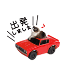 猫のラグドール日常スタンプ（個別スタンプ：11）