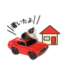猫のラグドール日常スタンプ（個別スタンプ：12）