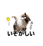 猫のラグドール日常スタンプ（個別スタンプ：13）