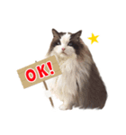 猫のラグドール日常スタンプ（個別スタンプ：17）