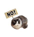 猫のラグドール日常スタンプ（個別スタンプ：18）