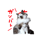 猫のラグドール日常スタンプ（個別スタンプ：19）