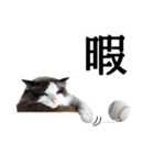 猫のラグドール日常スタンプ（個別スタンプ：20）