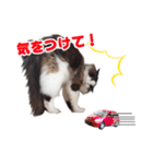 猫のラグドール日常スタンプ（個別スタンプ：21）