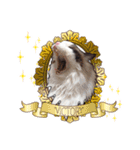 猫のラグドール日常スタンプ（個別スタンプ：22）