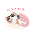 猫のラグドール日常スタンプ（個別スタンプ：23）