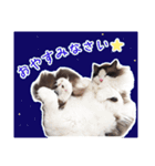 猫のラグドール日常スタンプ（個別スタンプ：24）