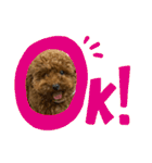 ぽぽんぷ（個別スタンプ：1）