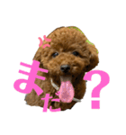 ぽぽんぷ（個別スタンプ：4）