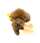 ぽぽんぷ（個別スタンプ：6）