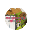 ぽぽんぷ（個別スタンプ：8）