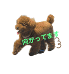 ぽぽんぷ（個別スタンプ：11）