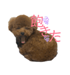 ぽぽんぷ（個別スタンプ：13）