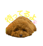 ぽぽんぷ（個別スタンプ：20）