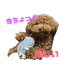 ぽぽんぷ（個別スタンプ：21）