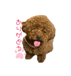 ぽぽんぷ（個別スタンプ：27）