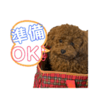 ぽぽんぷ（個別スタンプ：31）