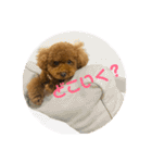 ぽぽんぷ（個別スタンプ：36）