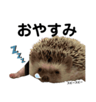 ハリネズミのうにまるくん（個別スタンプ：2）