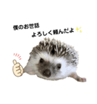 ハリネズミのうにまるくん（個別スタンプ：5）