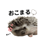 ハリネズミのうにまるくん（個別スタンプ：7）