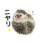 ハリネズミのうにまるくん（個別スタンプ：9）