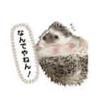 ハリネズミのうにまるくん（個別スタンプ：10）