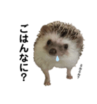 ハリネズミのうにまるくん（個別スタンプ：12）