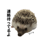 ハリネズミのうにまるくん（個別スタンプ：22）