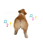 コーギースタンプ2！（個別スタンプ：2）