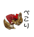 ちゃた＆こた（個別スタンプ：1）