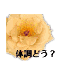 愛を伝えたい系スタンプ（個別スタンプ：20）