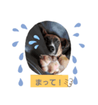 ドンとアーロ その 1（個別スタンプ：2）