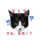 猫が代弁するあなたの気持ち（個別スタンプ：7）