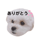 日常ポピスタンプ（個別スタンプ：10）