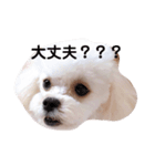 日常ポピスタンプ（個別スタンプ：16）