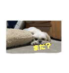 トミ子！2（個別スタンプ：1）