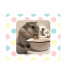 まめたスタンプ3（個別スタンプ：7）
