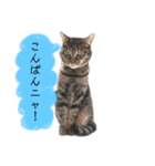 ニャーニャーニャーズ（個別スタンプ：1）