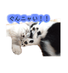 ニャーニャーニャーズ（個別スタンプ：2）