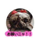 ニャーニャーニャーズ（個別スタンプ：3）