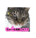ニャーニャーニャーズ（個別スタンプ：4）