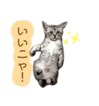 ニャーニャーニャーズ（個別スタンプ：11）