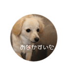 使いやすいマロン（個別スタンプ：3）