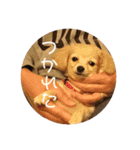 使いやすいマロン（個別スタンプ：7）