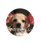 使いやすいマロン（個別スタンプ：14）