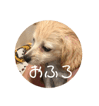使いやすいマロン（個別スタンプ：15）