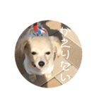 使いやすいマロン（個別スタンプ：16）