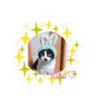 わたし、ひびにゃんよ！（個別スタンプ：3）